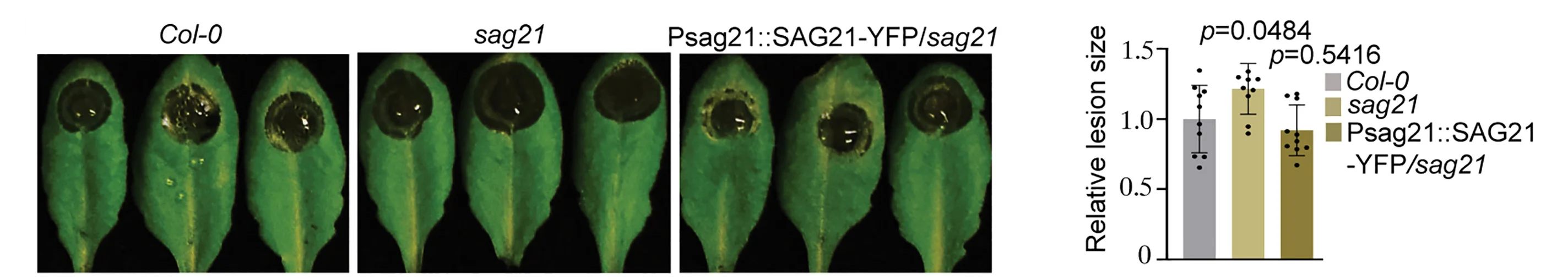 Open access visualization of Bar Plot, Error Bars, B. Cinerea, Susceptibility, T-DNA Insertion