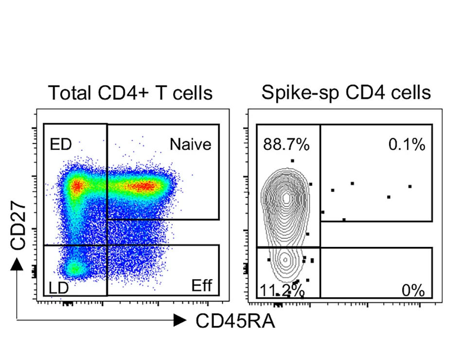 Open access visualization of Scatter Plot, Memory Differentiation, CD4+ T Cells, Spike-Specific CD4+ T Cells, Early Differentiated Cells