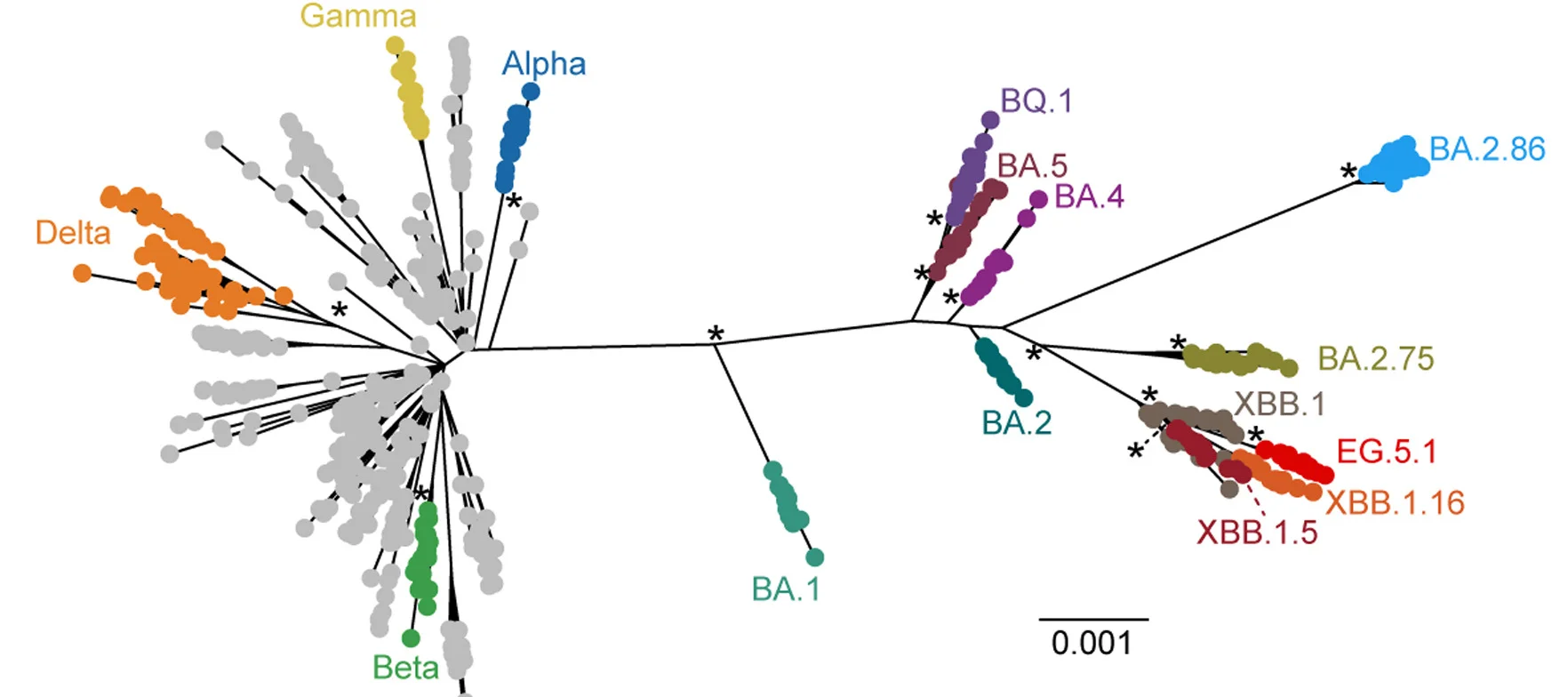 Open access visualization of Network, Maximum Likelihood Tree, SARS-CoV-2, Genome, Sequences