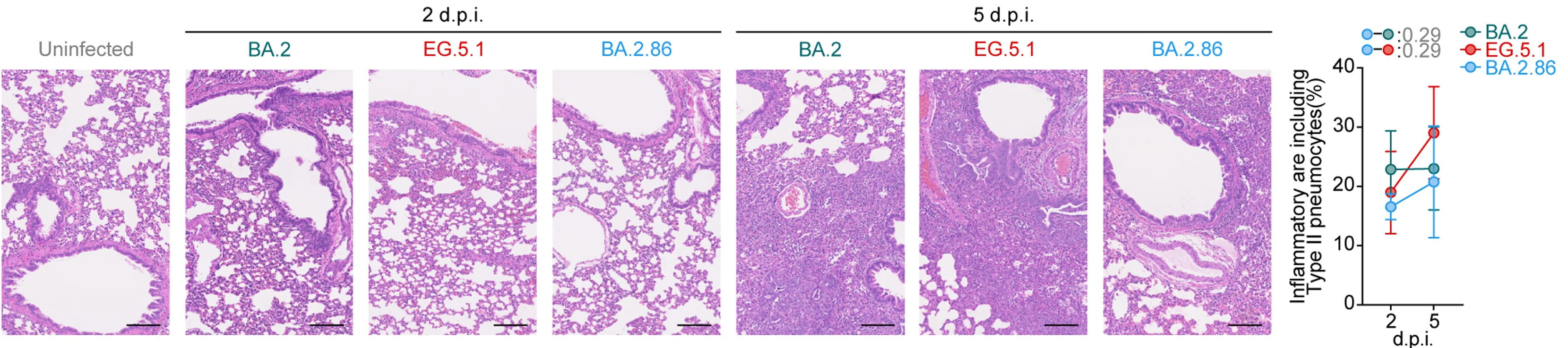 Open access visualization of Microscopy, Line Plot, Error Bars, H&E Staining, Lungs