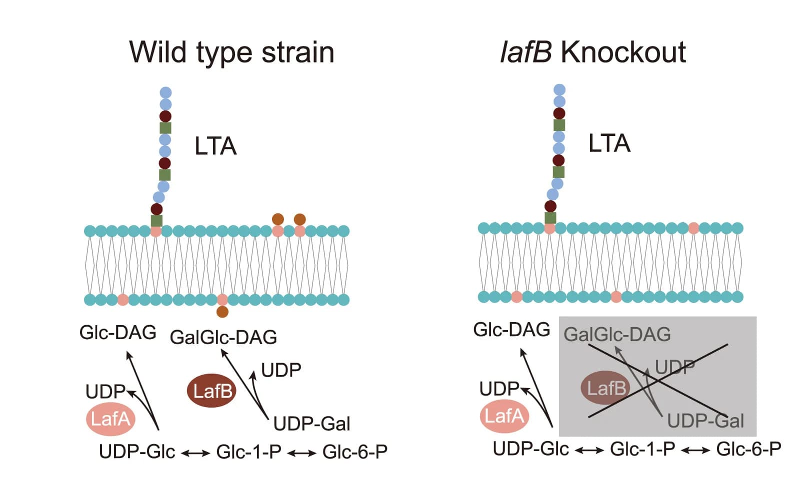 Open access visualization of Workflow, Illustration, LafB, LafA, Glucosyl-diacylglycerol