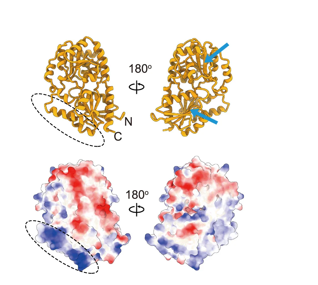 Open access visualization of Protein Structure, LafB, RoseTTAFold, Electrostatic Potential, Transmembrane Domain