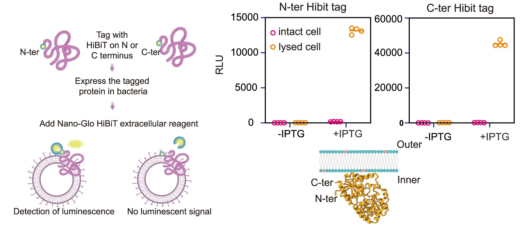 Open access visualization of Scatter Plot, Workflow, Illustration, HiBiT Assays, N Termini