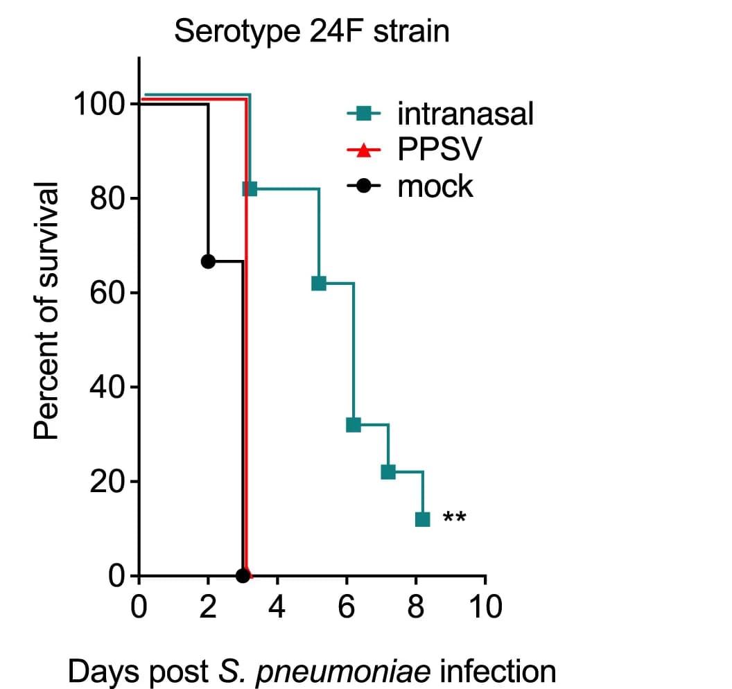 Open access visualization of Survival Curve, Line Plot, Line Step, Serotype 24F, Serotype 15A Strain
