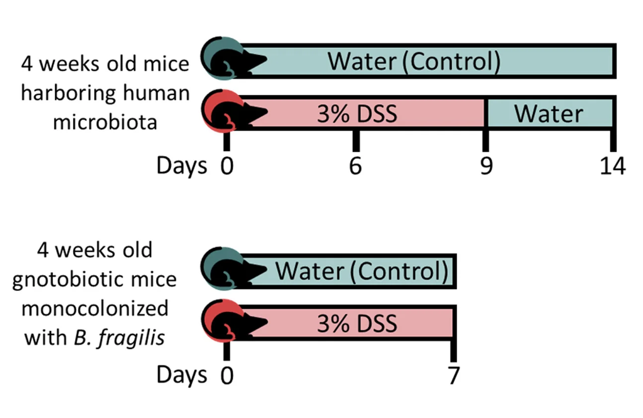 Open access visualization of Workflow, Murine Model, Inflammation, Humanized Mice, Microbiota