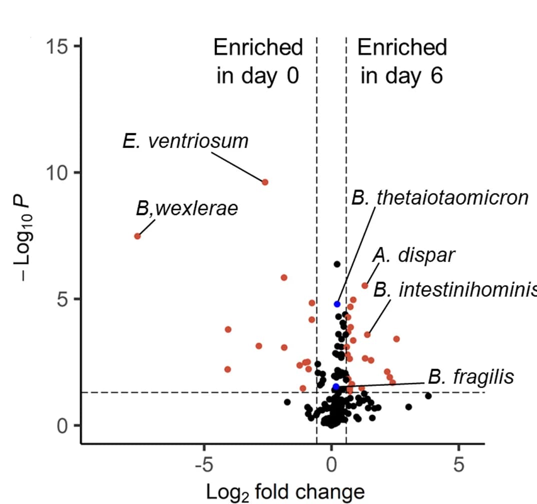Open access visualization of Volcano Plot, Bacterial Abundance, DSS Treated Mice, Maaslin2 Algorithm, B. fragilis