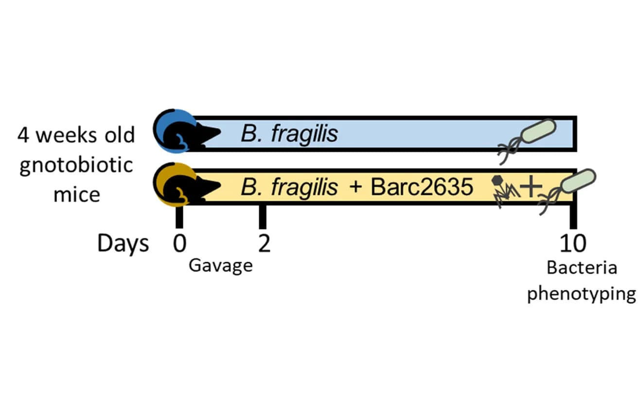 Open access visualization of Workflow, Flowchart, Illustration, Experimental Design, In Vivo