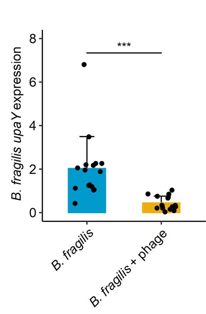 Open access visualization of Bar Plot, Scatter Plot, Error Bars, UpaY, Gnotobiotic Mice