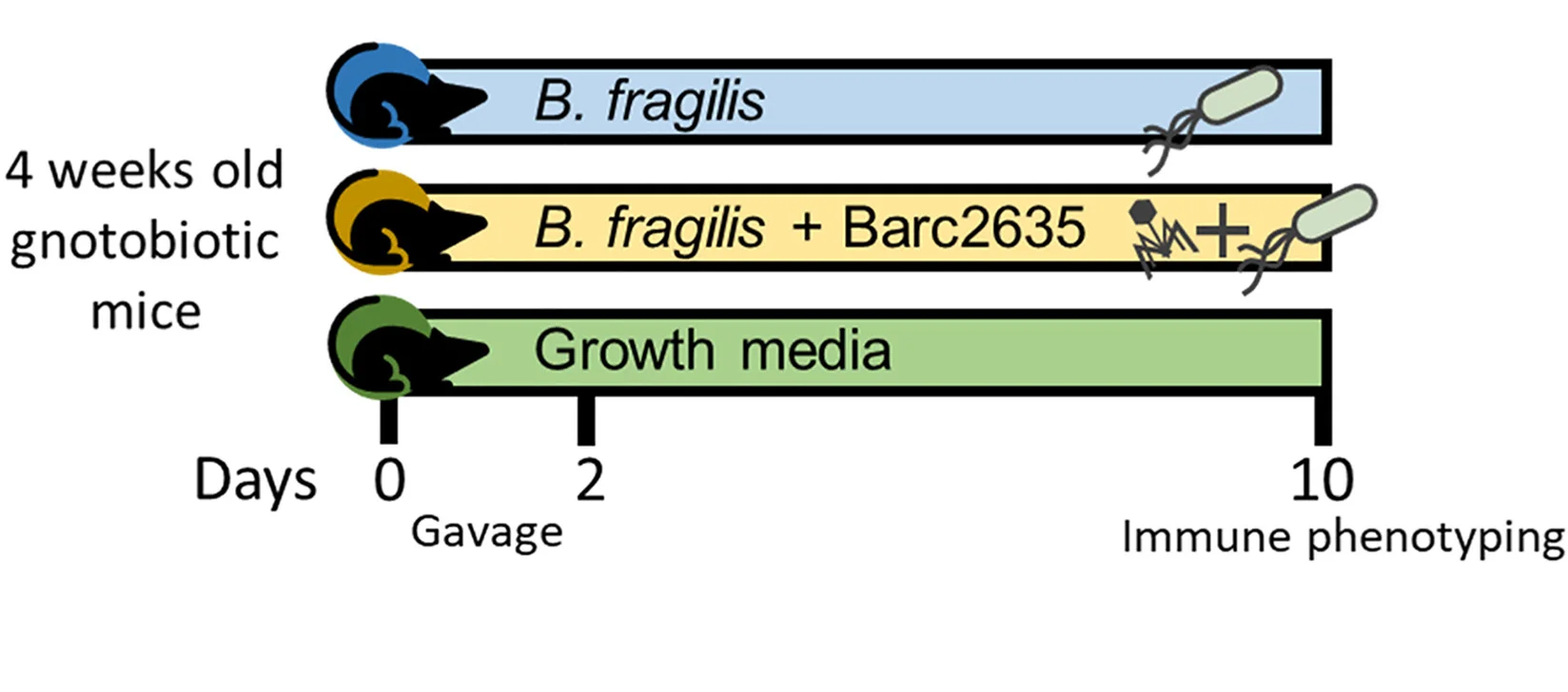 Open access visualization of Workflow, In Vivo Experiments