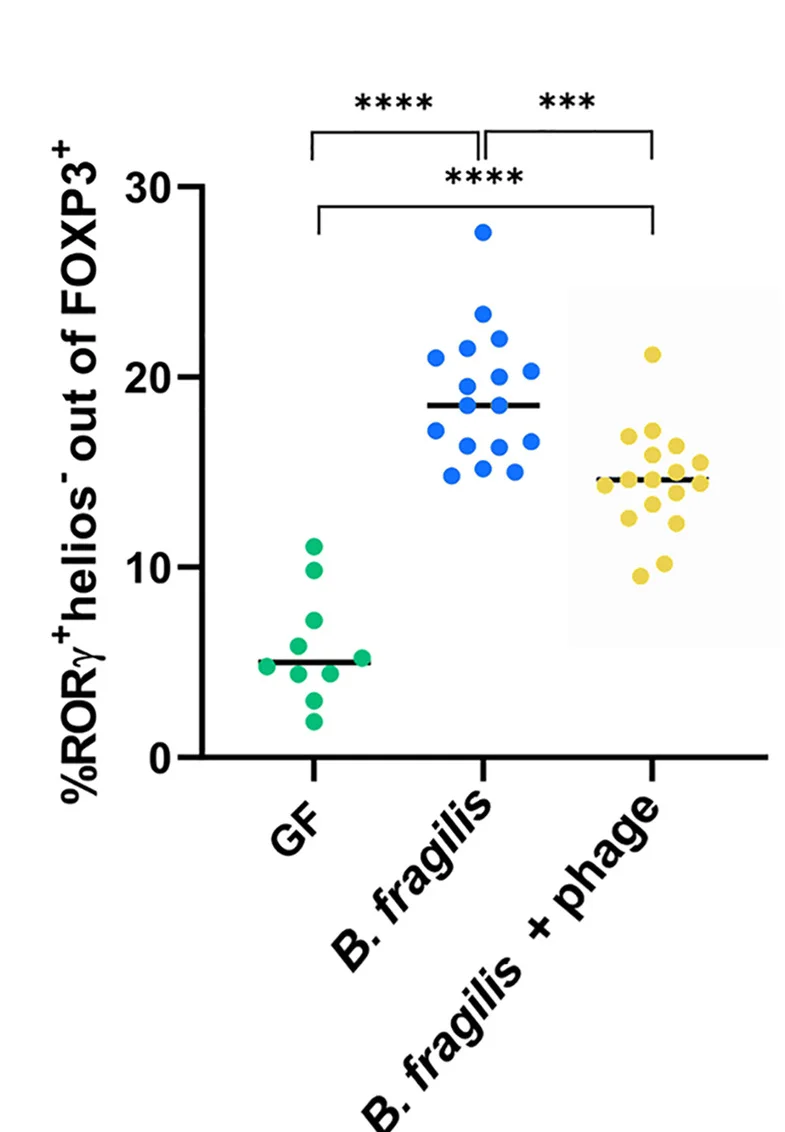 Open access visualization of Scatter Plot, RORγt+ Cells, Helios- Cells, FOXP3+ Cells, Colon