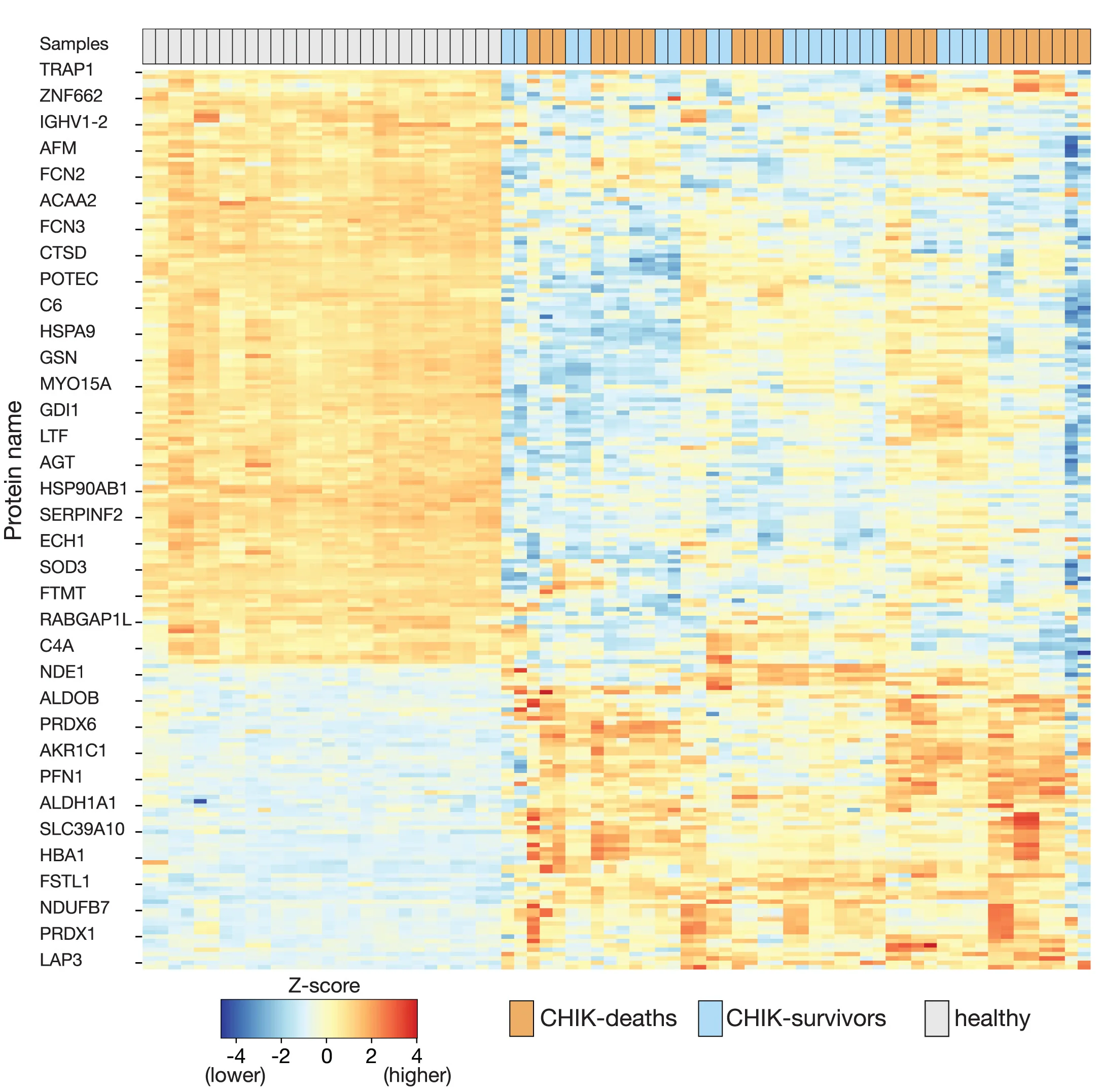 Open access visualization of Heatmap, Clustered, Proteomic Profiles, Differentially Expressed Proteins, Chikungunya Patients