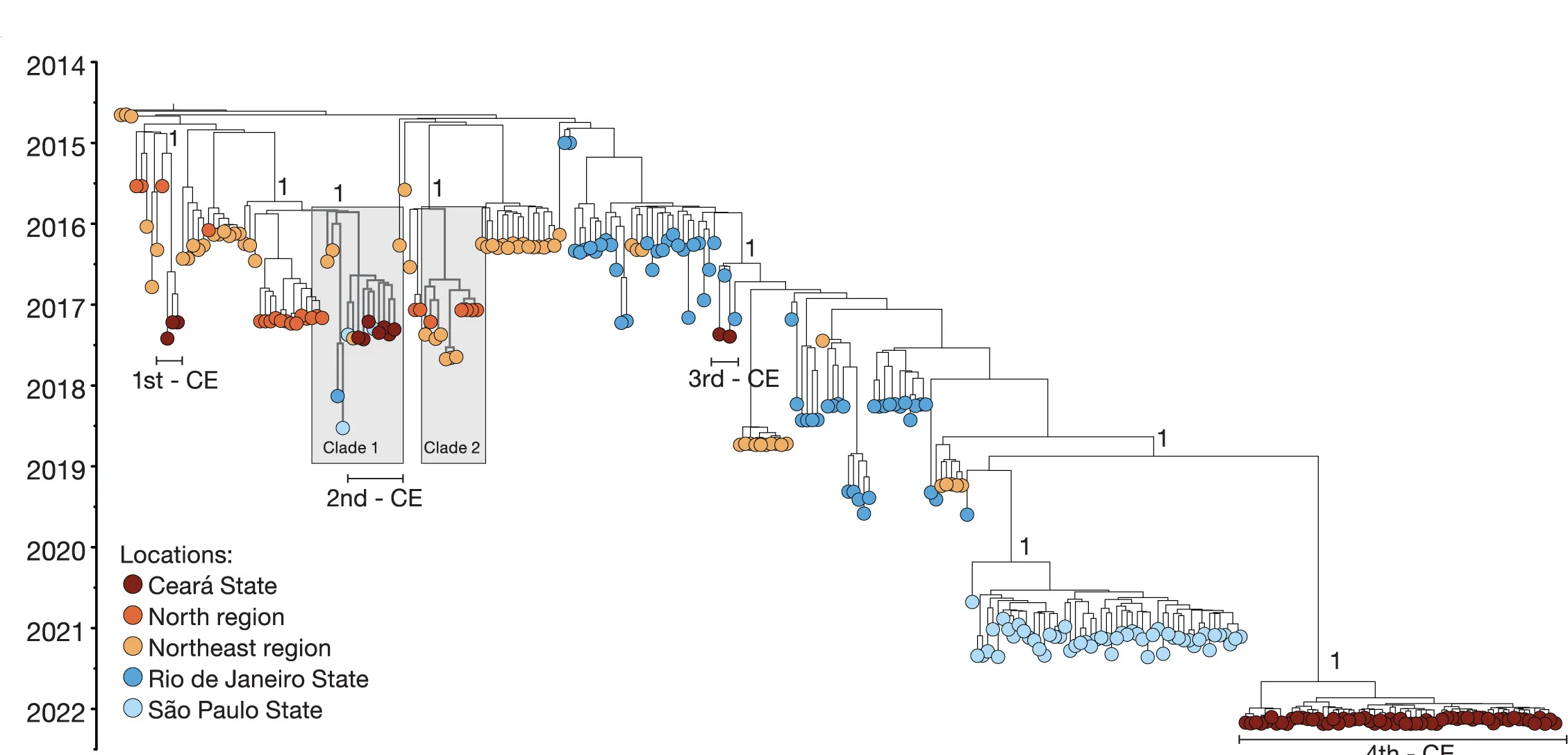 Open access visualization of Network, Pathway, Phylogenetic Tree, Chikungunya Virus, Brazil