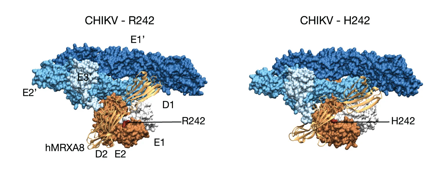 Open access visualization of Protein Structure, E2-R242H Substitution, Complex Structure, Glycoprotein Spike, Receptor