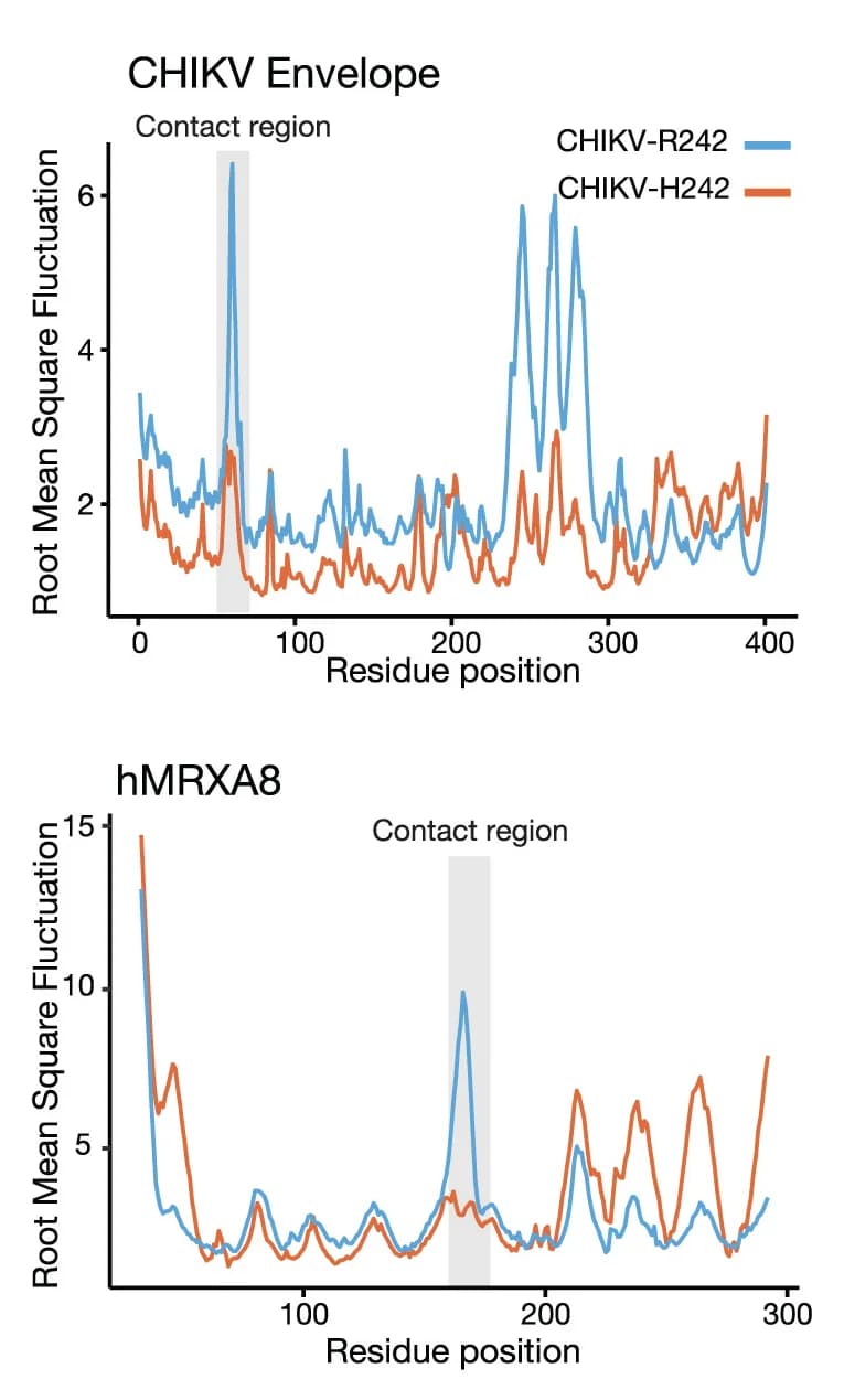 Open access visualization of Line Plot, Root Mean Square Fluctuation, E2-R242, E2-H242 Substitution, E2-E3 Proteins