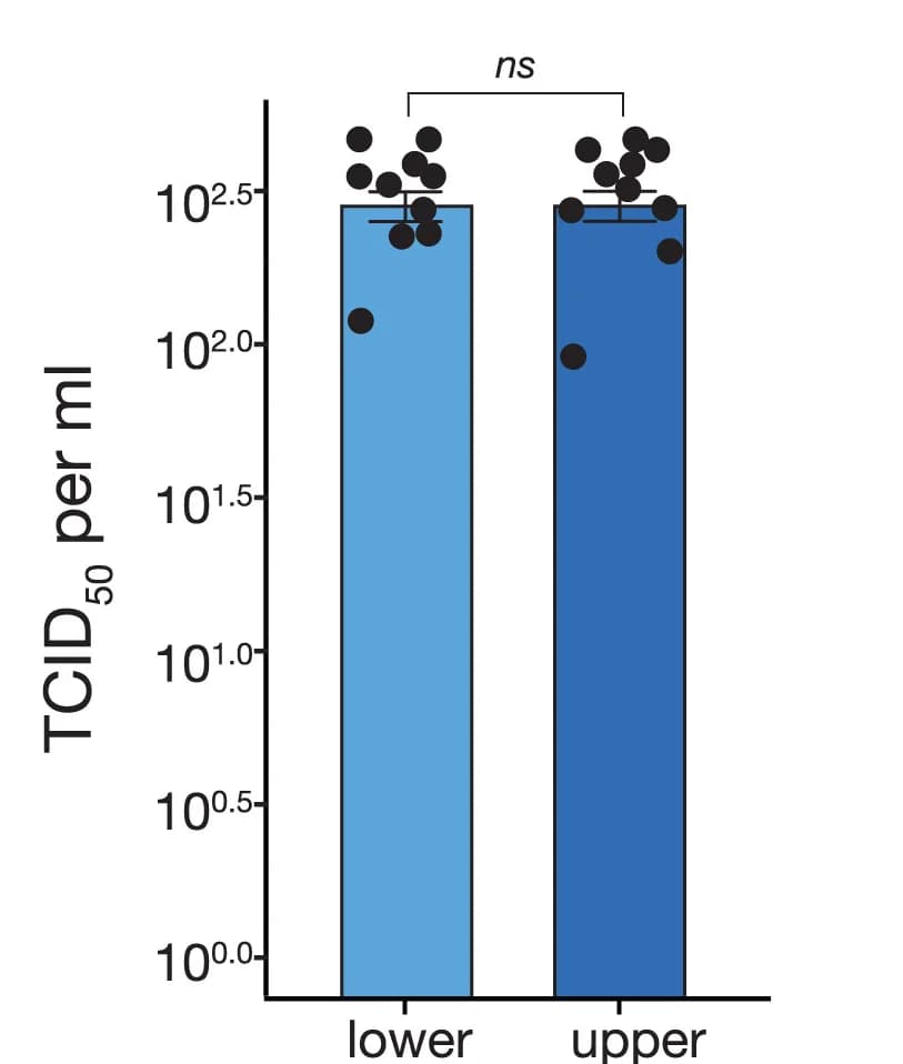 Open access visualization of Bar Plot, Error Bars, Viral Titration, TCID50 Assay, Trans-well Plates