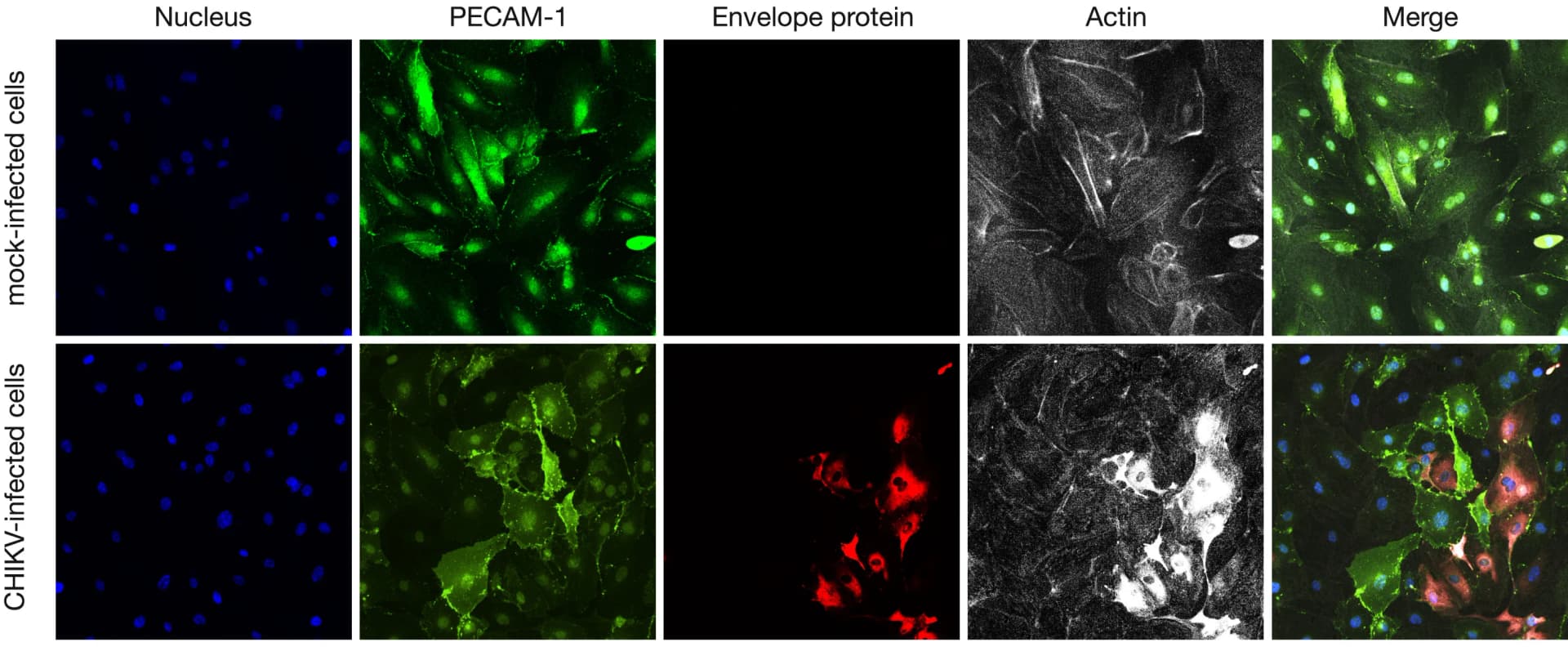 Open access visualization of Microscopy, Photo, Immunofluorescence Analysis, PECAM-1, CHIKV-infected