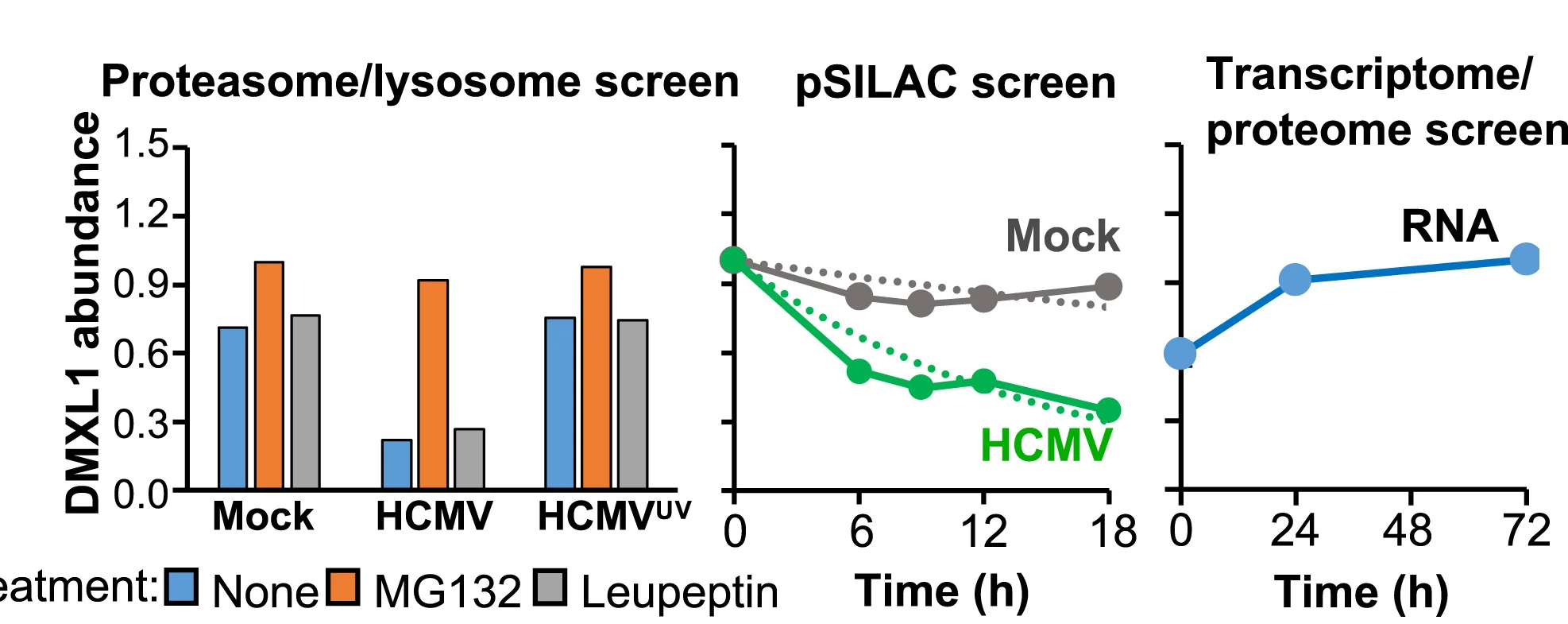 Open access visualization of Bar Plot, Line Plot, Protein Degradation, DMXL1, HCMV Infection