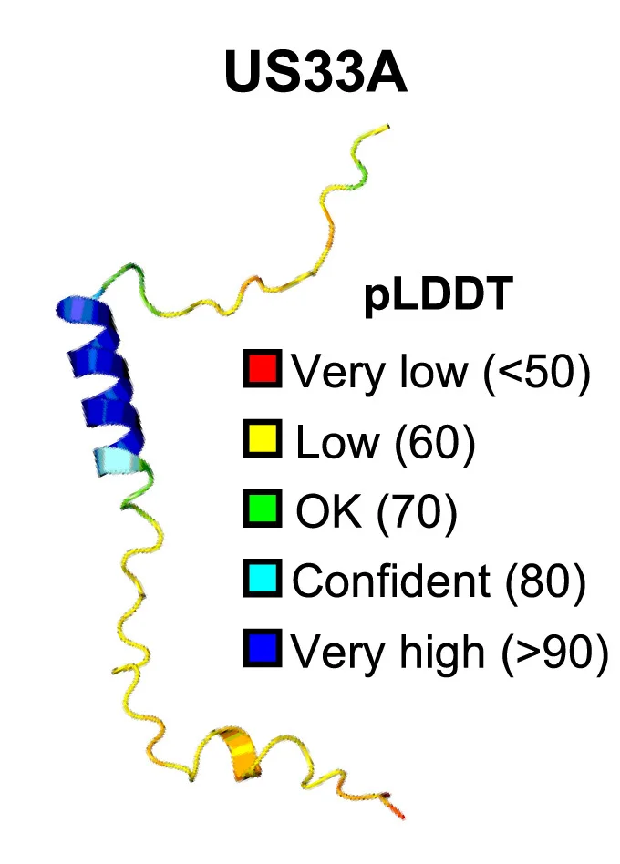 Open access visualization of Protein Structure, AlphaFold Model, US33A, Alpha Helix