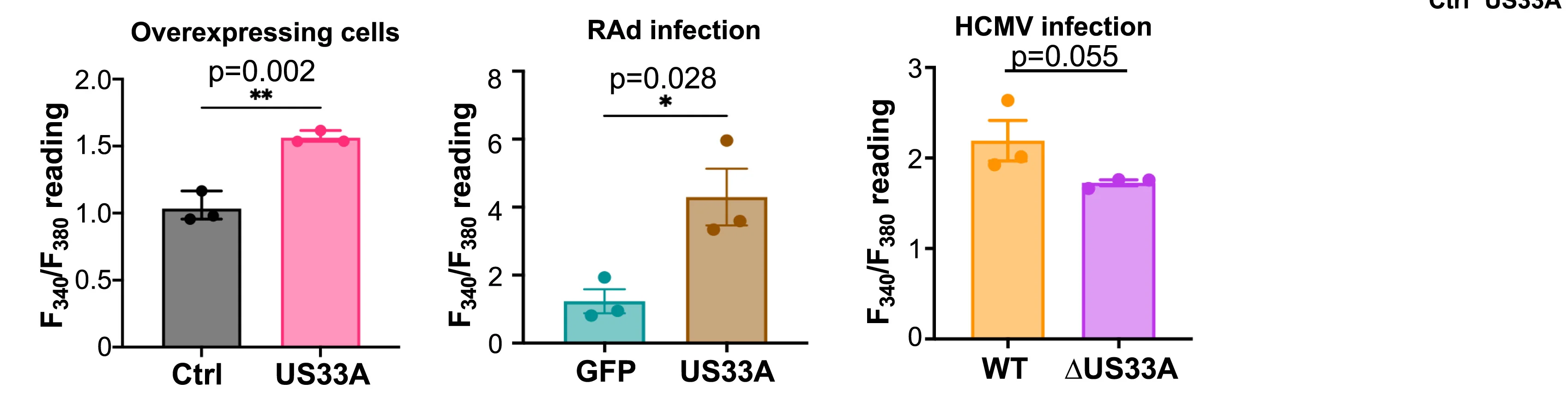 Open access visualization of Bar Plot, Error Bars, LysoSensor Staining, Microplate Reader, HFFF-TERTs