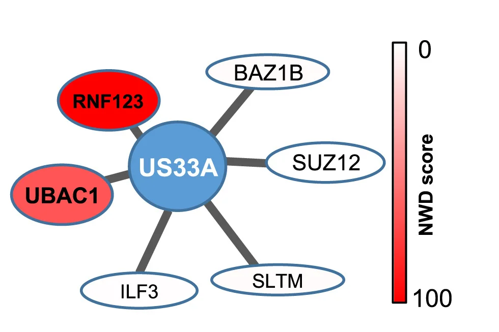 Open access visualization of Network, Pathway, Interacting Proteins, HCMV Genes, Infected Cells
