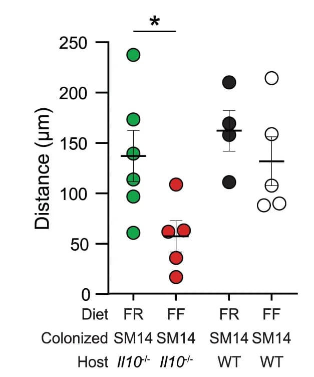 Open access visualization of Scatter Plot, Error Bars, Bead Distance, Epithelium, Il10-/- Mice
