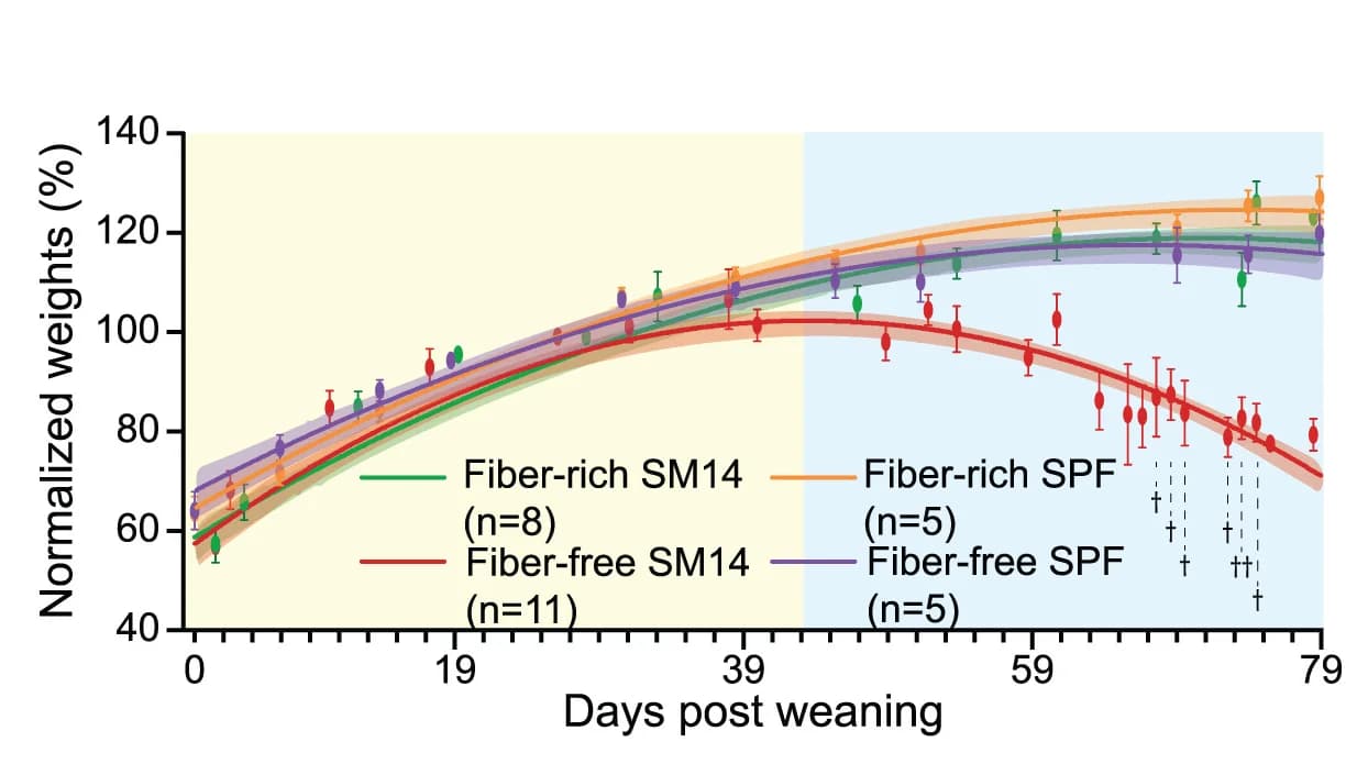 Open access visualization of Line Plot, Error Bars, Il10-/- Mice, SM14 Colonization, SPF Colonization