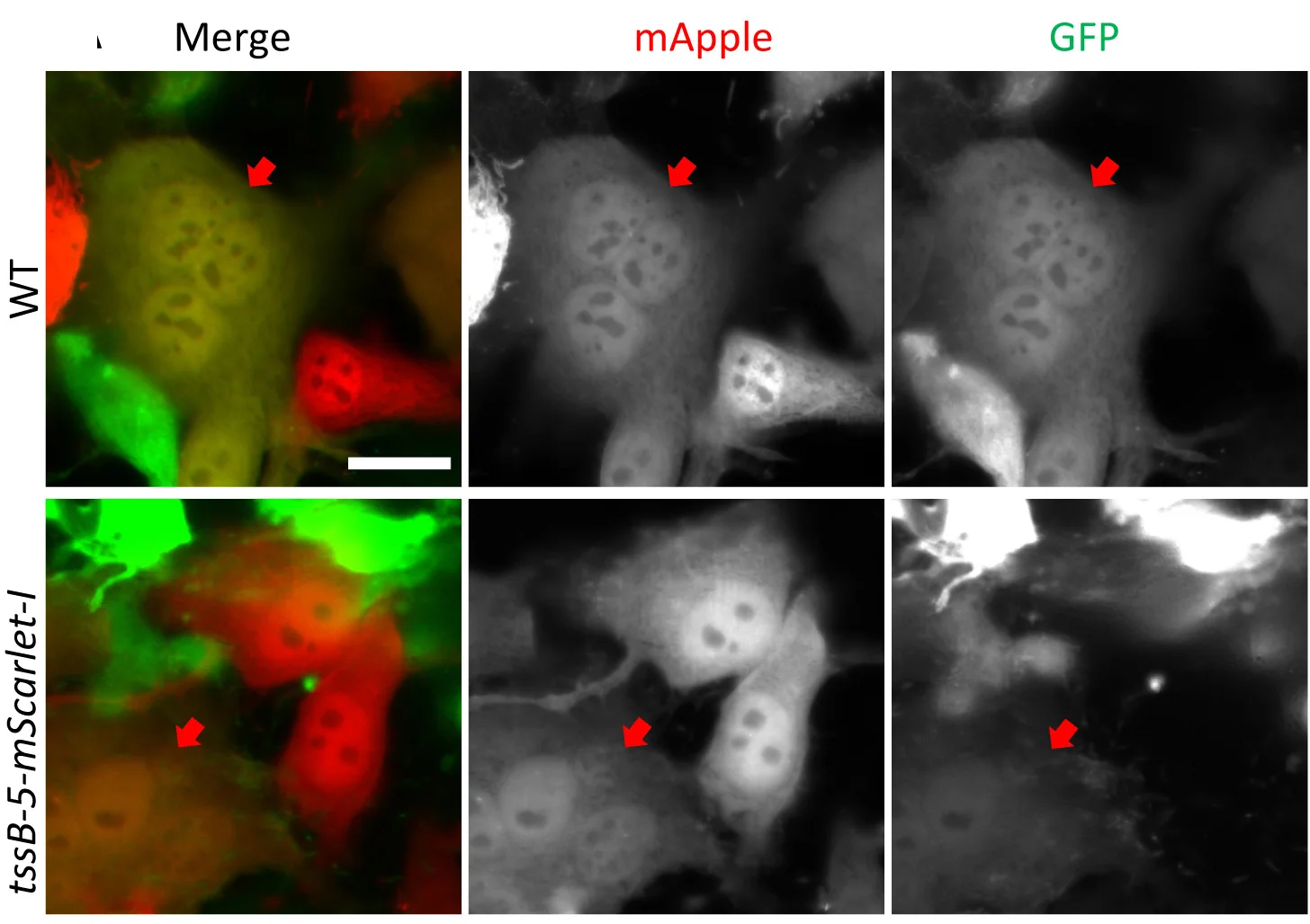 Open access visualization of Microscopy, HeLa-CCL2 Cells, Galectin-3-GFP, Galectin-3-mApple, B. thailandensis