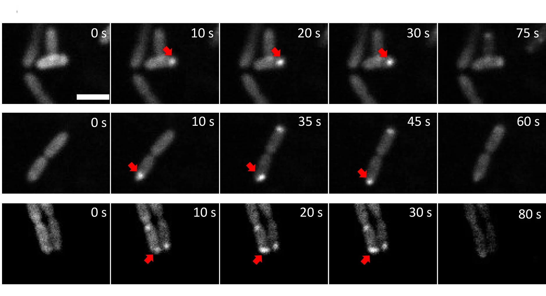 Open access visualization of Microscopy, HeLa-CCL2 Cells, B. thailandensis, TssB-5-mScarlet-I, T6SS-5 Assemblies