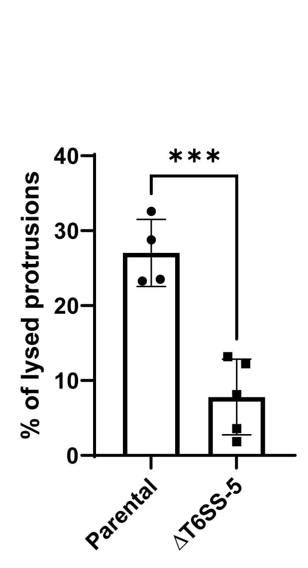 Open access visualization of Bar Plot, Error Bars, Protrusions, Lysis, TssB-5-mScarlet-I