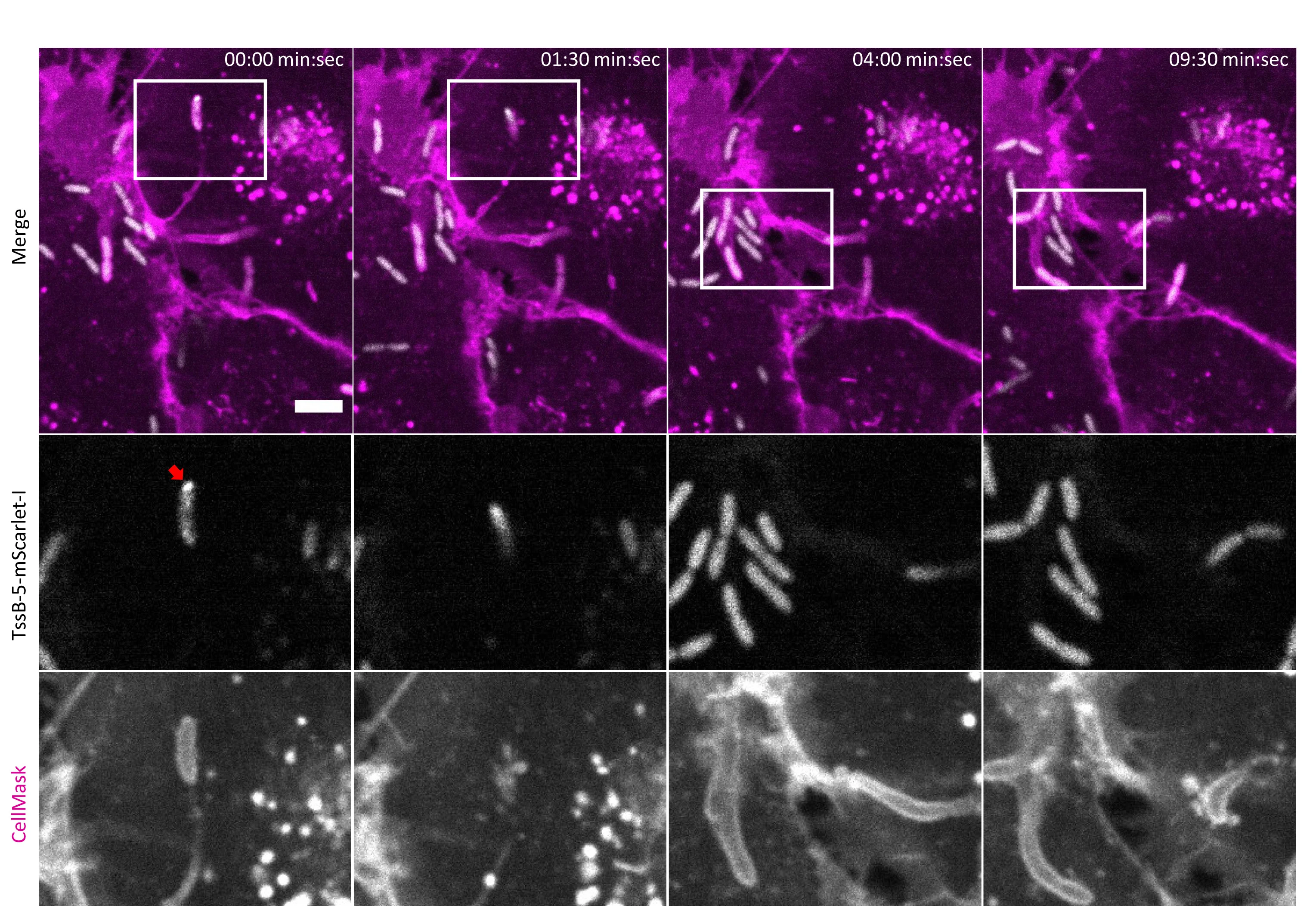 Open access visualization of Microscopy, Protrusion Lysis, MNGC Formation, A549 Cells, TssB-5-mScarlet-IB