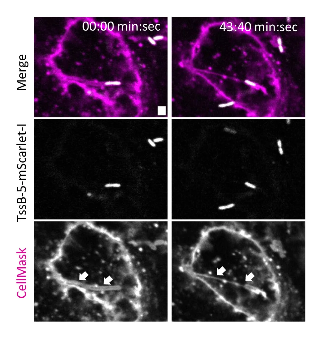 Open access visualization of Microscopy, Protrusion, Dynasore, A549 Cells, B. thailandensis