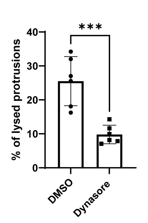 Open access visualization of Bar Plot, Error Bars, Dynasore, Protrusion Lysis, A549 Cells