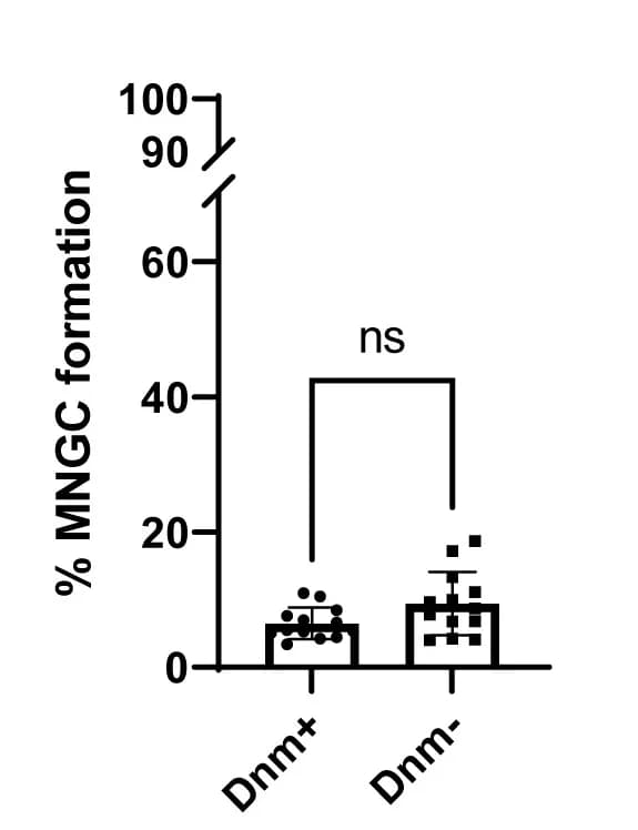 Open access visualization of Bar Plot, Error Bars, Giemsa Stain, Dynamin, MNGC Formation