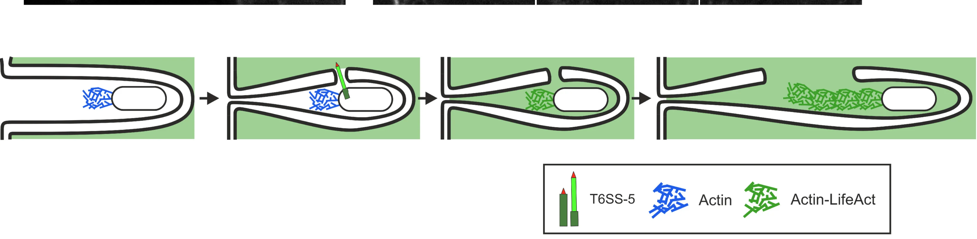 Open access visualization of Workflow, Illustration, Protrusion Lysis, Actin, T6SS-5 Assembly