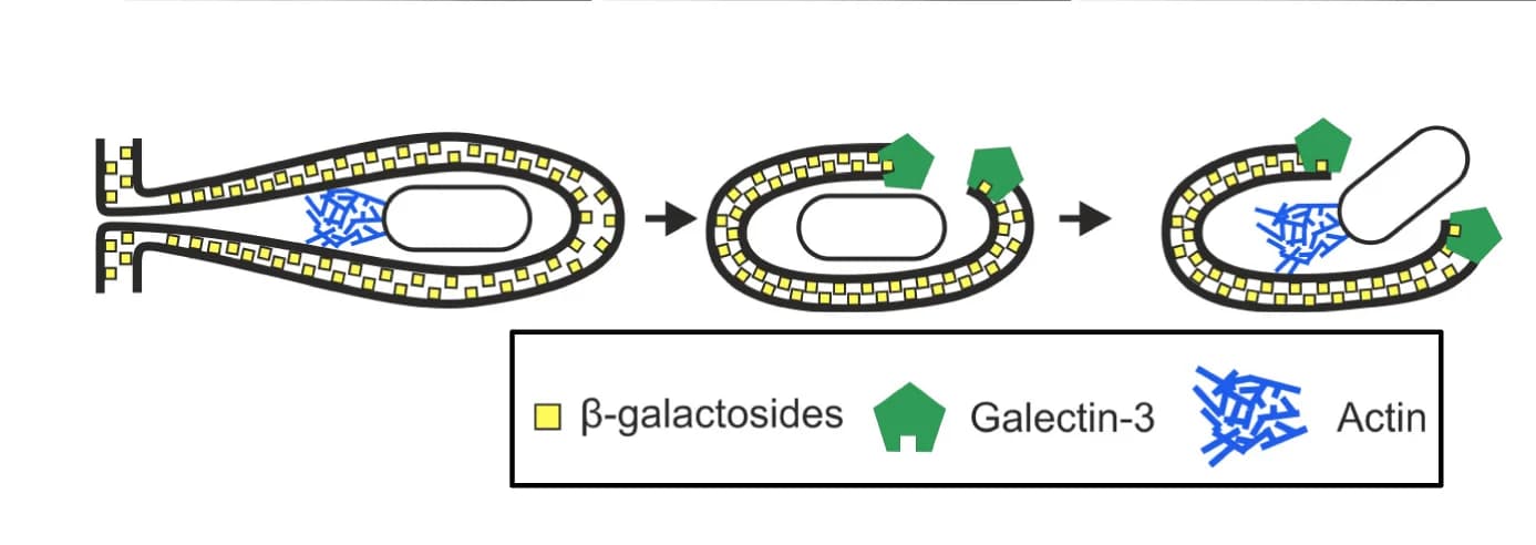 Open access visualization of Workflow, Illustration, T6SS-5, B. thailandensis, Galectin-3