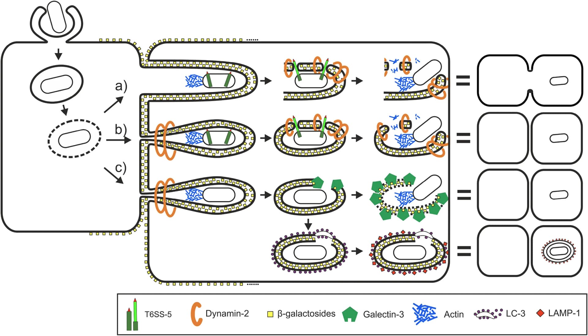 Open access visualization of Workflow, Illustration, B. thailandensis, Membrane Protrusion, T6SS-5