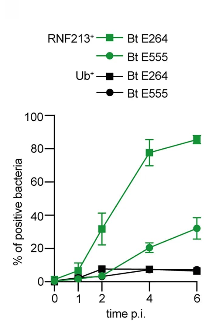 Open access visualization of Line Plot, Error Bars, Immunofluorescence, Quantification, Burkholderia thailandensis