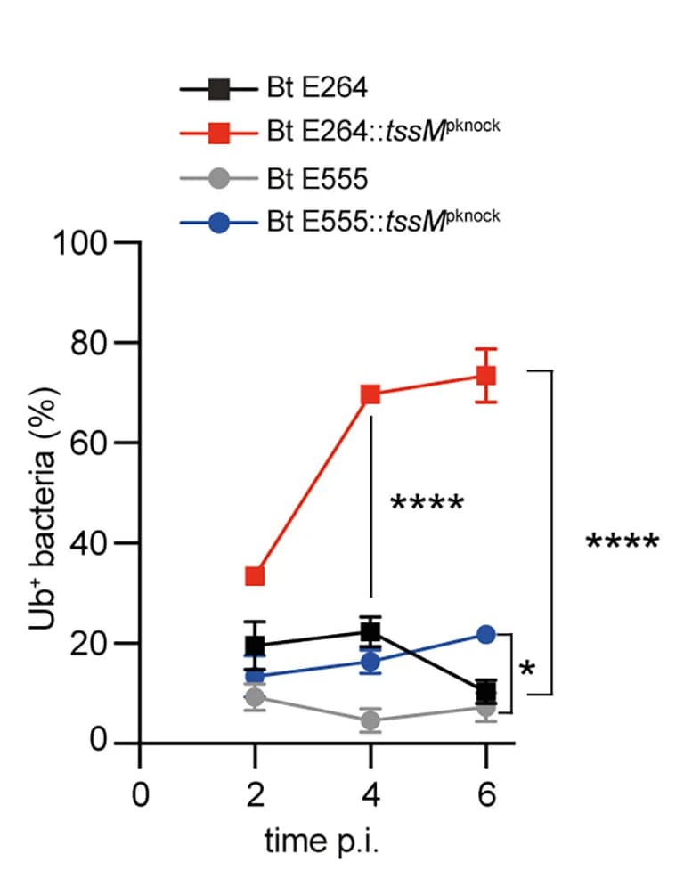 Open access visualization of Line Plot, Error Bars, Immunofluorescence, Quantification, Ubiquitin