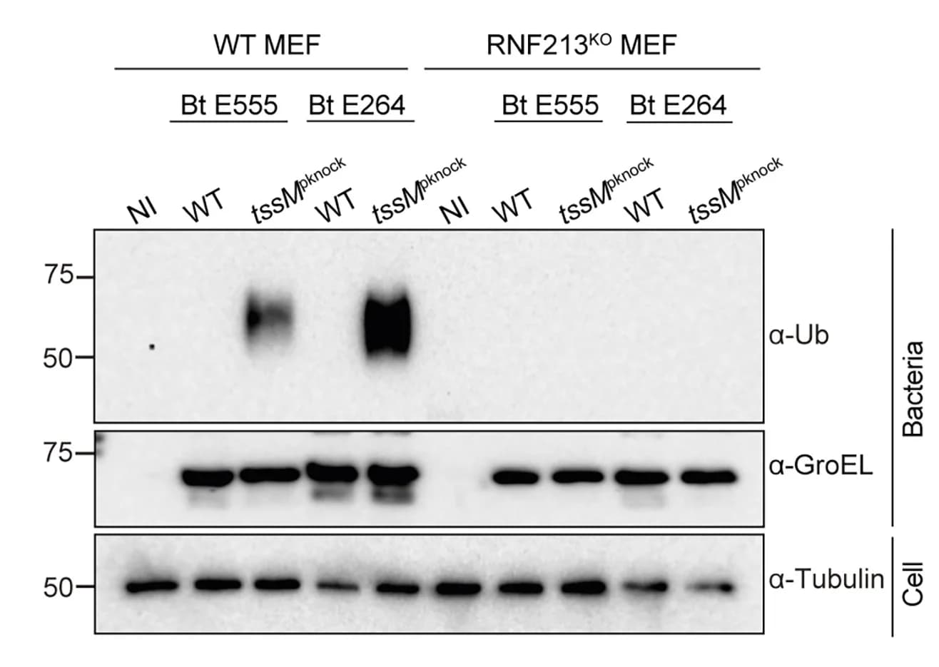 Open access visualization of Gel, Immunoblot, Burkholderia thailandensis, WT MEFs, RNF213KO MEFs