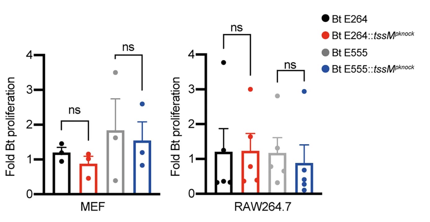 Open access visualization of Bar Plot, Error Bars, Colony Forming Unit Assay, Fold Replication, Burkholderia Strains