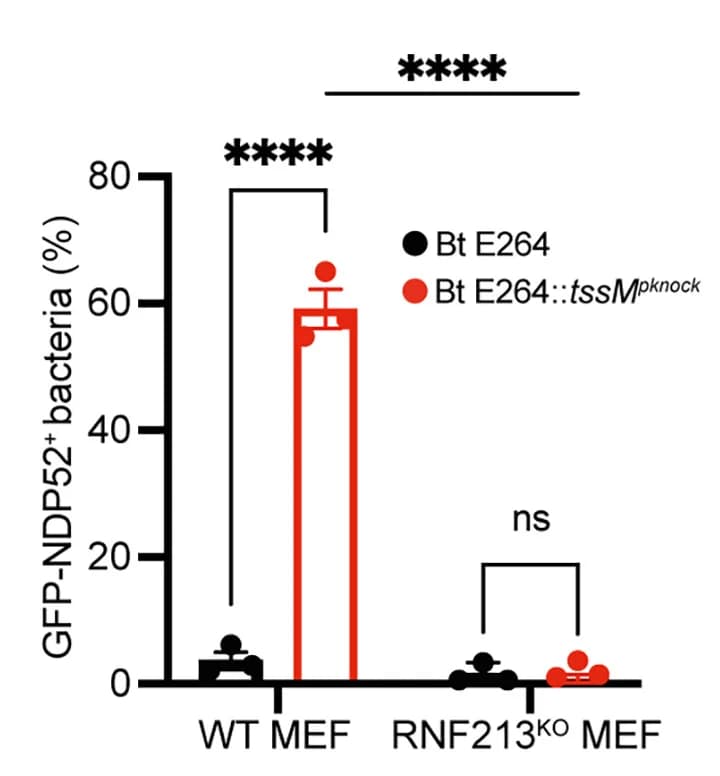 Open access visualization of Bar Plot, Error Bars, Quantification, B. thailandensis Strain, GFP-NDP52