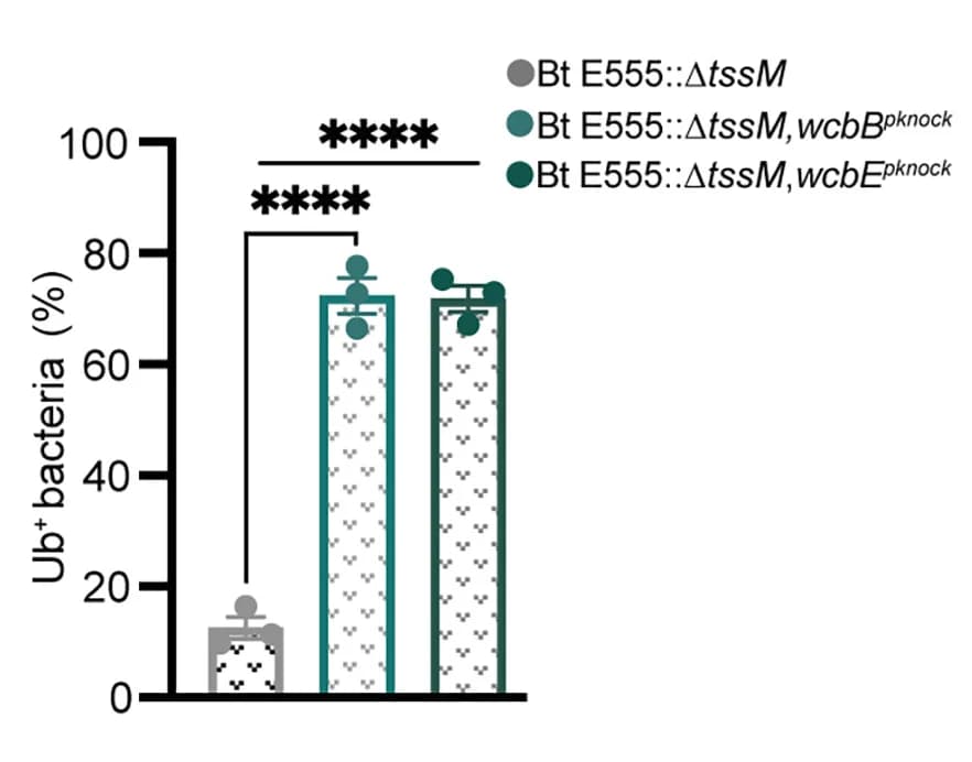 Open access visualization of Bar Plot, Error Bars, Quantification, B. thailandensis Strain, Ubiquitin