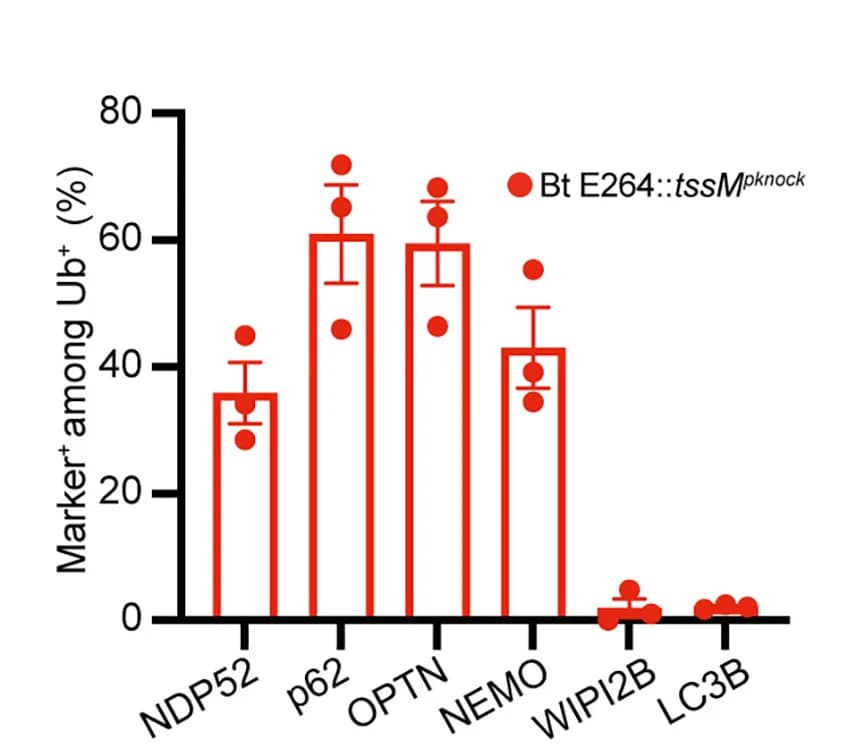 Open access visualization of Bar Plot, Error Bars, Marker-positive, B. thailandensis, Ubiquitin-coated Bacteria