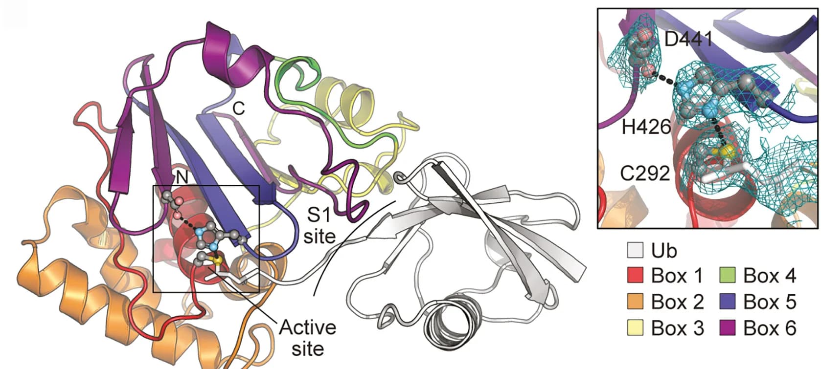Open access visualization of Protein Structure, Chemical Structure, TssM USP Domain, Ubiquitin, Electron Density