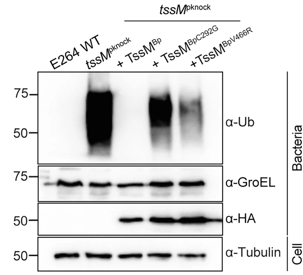 Open access visualization of Gel, Immunoblot Analysis, B. thailandensis Strains, MEFs, Biological Repeats