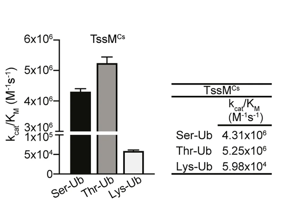 Open access visualization of Bar Plot, Error Bars, Table Image, Catalytic Efficiency, TssMCs Protein