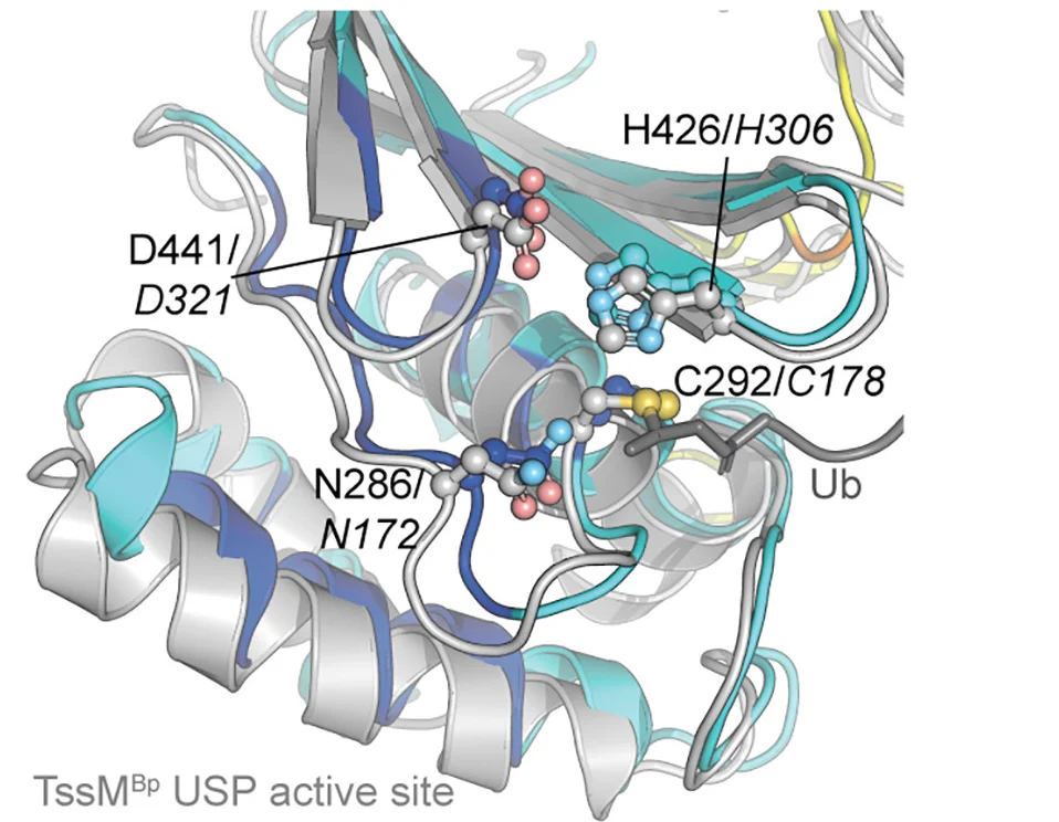 Open access visualization of Protein Structure, Chemical Structure, Structural Alignment, TssM, AlphaFold model