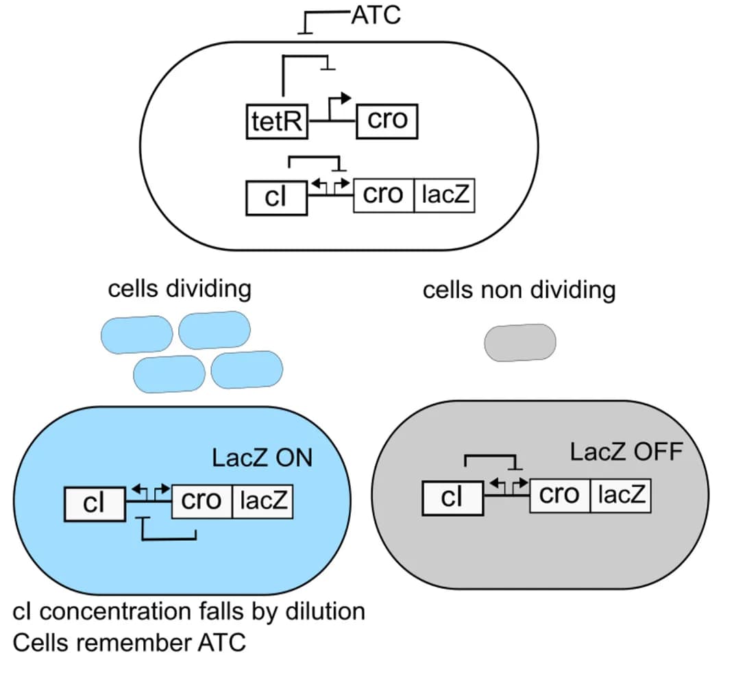 Open access visualization of Workflow, Illustration, Genetic Toggle Switch, Trigger
