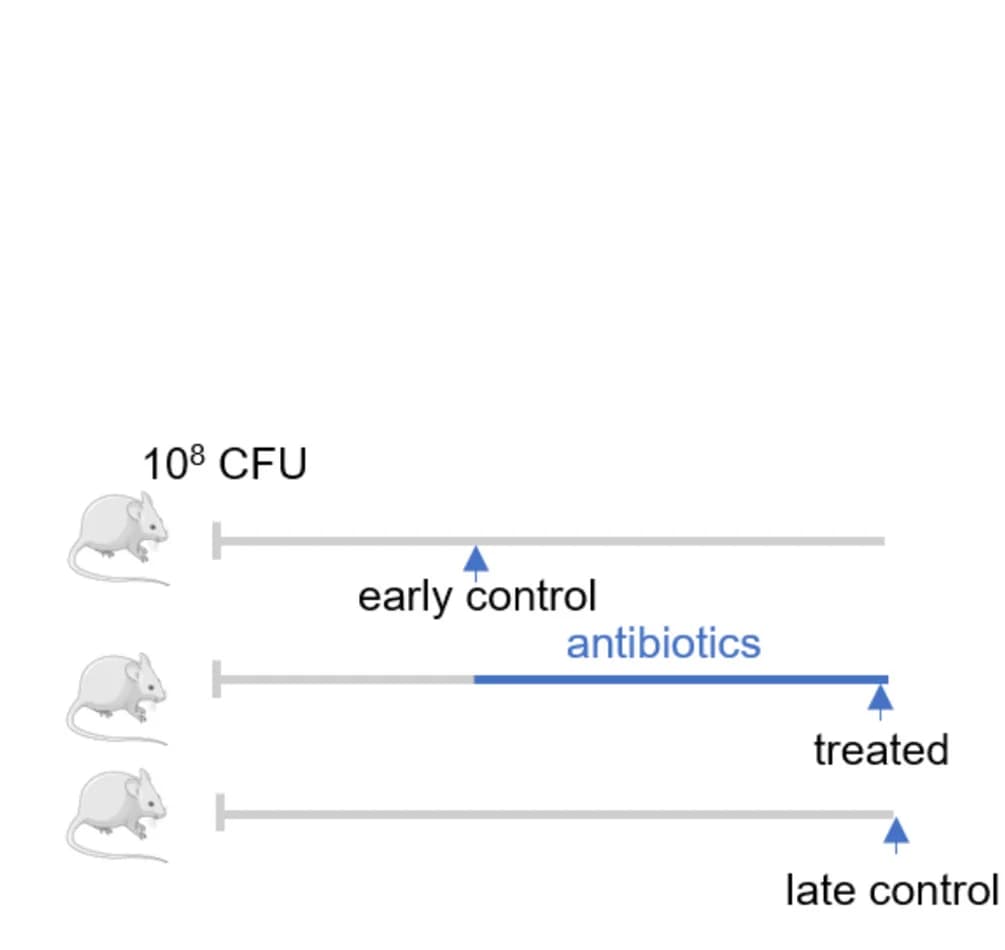 Open access visualization of Workflow, Illustration, Infection, Mice, Antibiotic Treatment