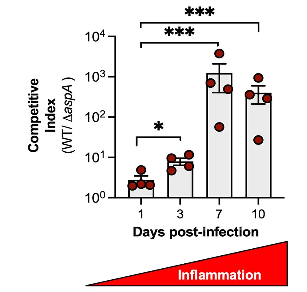 Open access visualization of Bar Plot, Error Bars, CBA/J Mice, Wild-Type Salmonella enterica serovar Typhimurium, aspA Mutant
